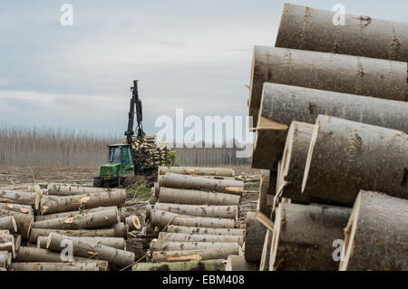 Il taglio dei pioppi, gru e registro woodpiles ,tree Foto Stock