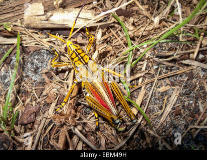 Primo piano di un lubrificante orientale Grasshopper (Romalela guttata Houttuyn) corpo intero visto dall'alto, Florida, Stati Uniti Foto Stock