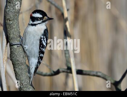 Maschio Picchio lanuginosa appollaiato su un tronco di albero. Foto Stock