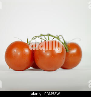 Primo piano di pomodori freschi sulla vite Foto Stock