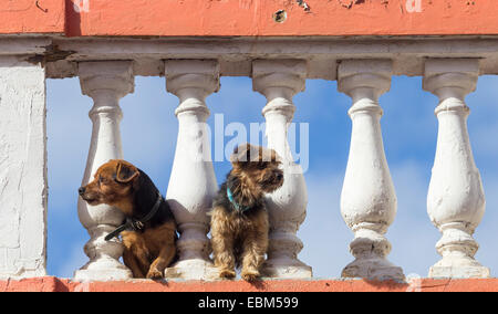 Due cani sul tetto di villa in Spagna Foto Stock