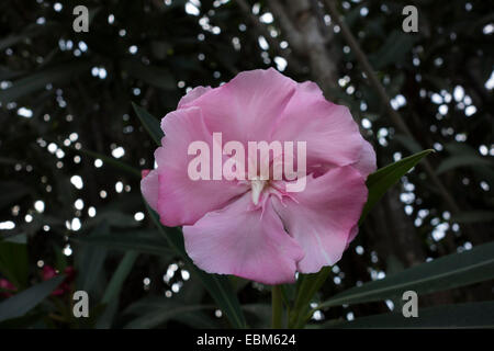 Rosa ad arbusto a fioritura forma del Mediterraneo, Malta. Foto Stock