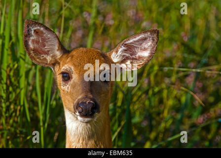 Giovane cervo con orecchie sporche, close-up fotografia in un campo nei pressi di Pakota Wildlife Refuge. Foto Stock