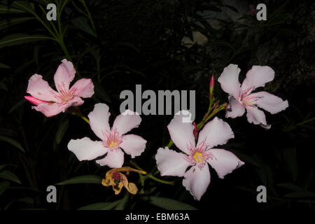 Oleandro Rosa, Nerium oleander, dal bacino del Mediterraneo, Malta. Foto Stock