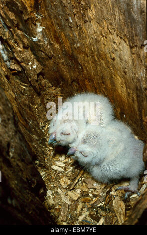 Due giovani Allocco (Strix aluco) età di pochi giorni nel nido Foto Stock