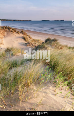 Marram erba, Ammophila, crescente nelle dune di sabbia sulla spiaggia di Rhossili, Penisola di Gower Galles Foto Stock