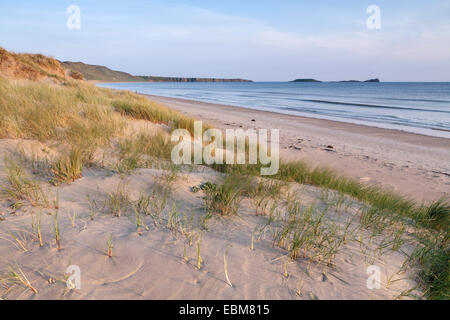 Marram erba, Ammophila, crescente nelle dune di sabbia sulla spiaggia di Rhossili, Galles Foto Stock