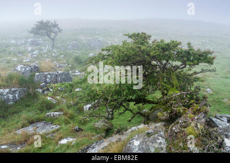 Un ventoso biancospino, Crataegus monogyna, cresce a partire da una delle rocce di dartmoor su un nebbioso giorno. Foto Stock