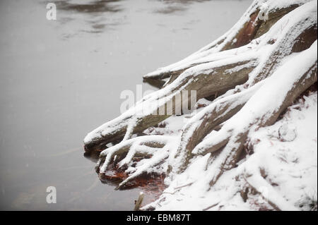 La neve cade su un grande albero root in un stagno Foto Stock