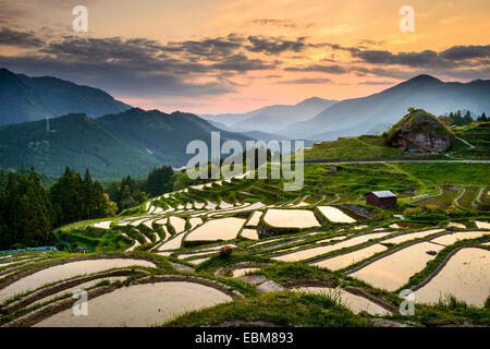 Risaie a Maruyama Senmaida in Kumano, Giappone. Foto Stock