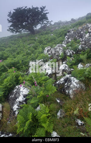 Un comune biancospino, Crataegus monogyna e comune foxgloves, Digitalis purpurea, cresce a partire da una delle rocce di Dartmoor. Foto Stock