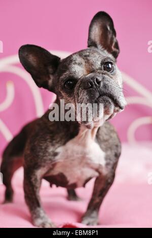 Una chiusura del volto di un vecchio bulldog francese. Foto Stock