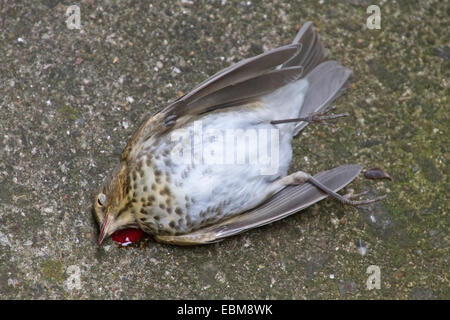 Un uccello giace morto e lo spurgo sulla terra dopo ciecamente battenti in una finestra chiusa Foto Stock