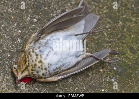 Un uccello giace morto e lo spurgo sulla terra dopo ciecamente battenti in una finestra chiusa Foto Stock