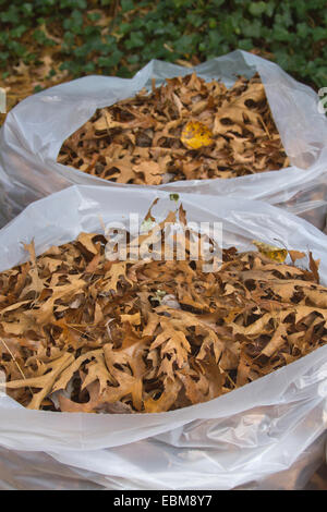 Un gruppo di chiara immondizia di plastica sacchi riempiti con l'autunno di foglie di quercia Foto Stock