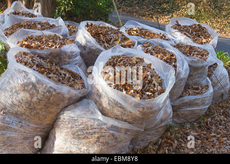 Un gruppo di chiara immondizia di plastica sacchi riempiti con l'autunno di foglie di quercia Foto Stock