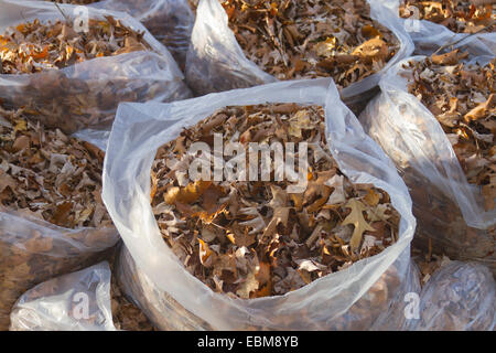 Un mazzetto di chiara immondizia di plastica sacchi riempiti con l'autunno di foglie di quercia Foto Stock