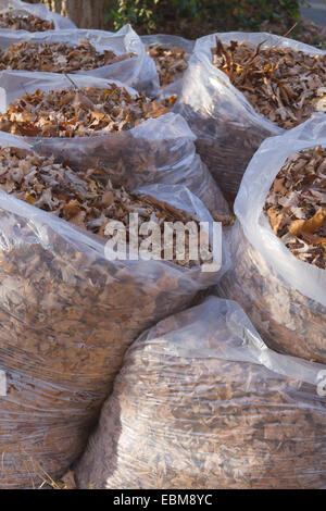 Un mazzetto di chiara immondizia di plastica sacchi riempiti con l'autunno di foglie di quercia Foto Stock