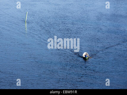 Vista aerea di un uomo che rema una piccola barca a remi in vetroresina / skiff / dinghy , Finlandia Foto Stock