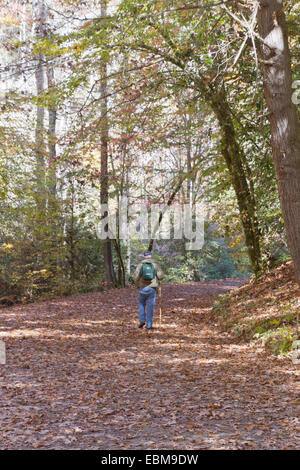 Bryson City, North Carolina, Stati Uniti d'America - 30 Ottobre 2014: un uomo più anziano escursioni a piedi attraverso un bel bosco d'Autunno lungo Deep Creek su o Foto Stock