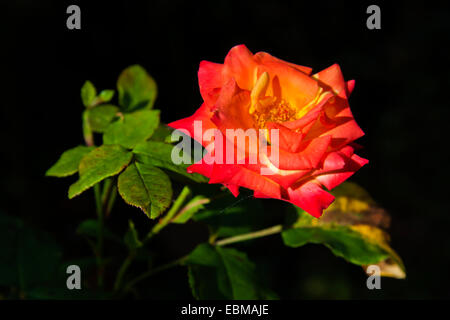 Red Rose isolato con foglie verdi Foto Stock