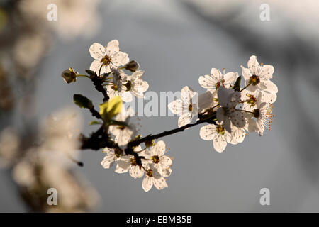 Fiori Ciliegio al sunrise in Engenhahn, Taunus, Hesse, Germania Foto Stock