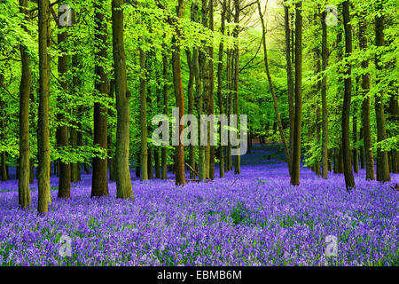 Bluebells Dockey in legno, Berkhamsted, Buckinghamshire Foto Stock