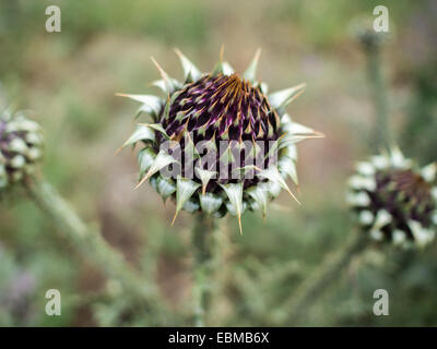 Fiore di cardo Foto Stock