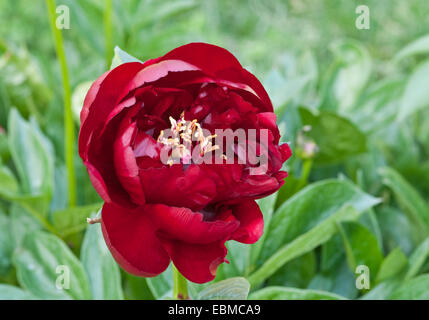 PAEONIA LACTIFLORA 'BUCKEYE BELLE' Foto Stock