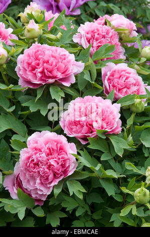 SEMI-Double Tree peonia - PAEONIA SUFFRUTICOSA 'CORAL TERRACE' Foto Stock