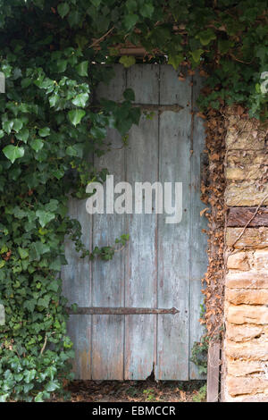 Una vecchia porta di legno in un Cotswold muro di pietra è parzialmente coperta da edera, Hedra Helix. Foto Stock