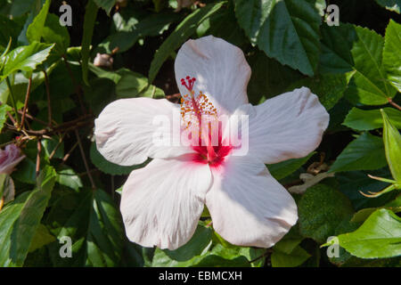 Hibiscus in piena fioritura Foto Stock