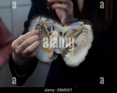 Donna che mantiene un'ostrica piena di perle da un laghetto di acqua dolce pearl farm Foto Stock