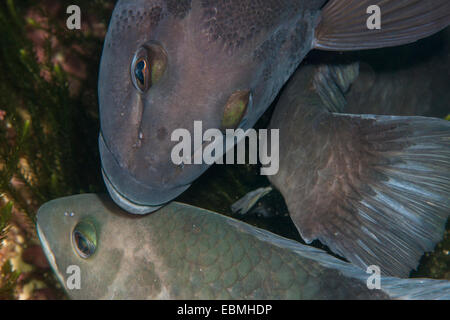 Blue cod, fiordland, NZ Foto Stock