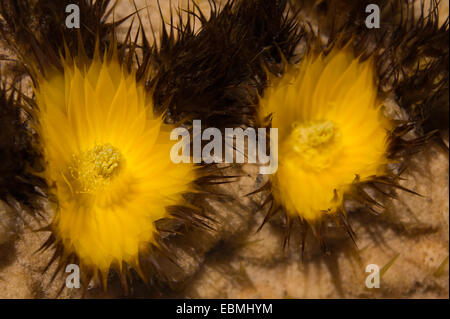 Close up di cactus flower Golden Barrel Cactus Echinocactus grusonii. Il Giardino dei Cactus, Lanzarote, Isole Canarie. Endemica di Mexic Foto Stock