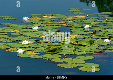 White water lilies (Nymphaea alba), Klostersee Seeon, Seebruck, Chiemgau, Alta Baviera, Baviera, Germania Foto Stock