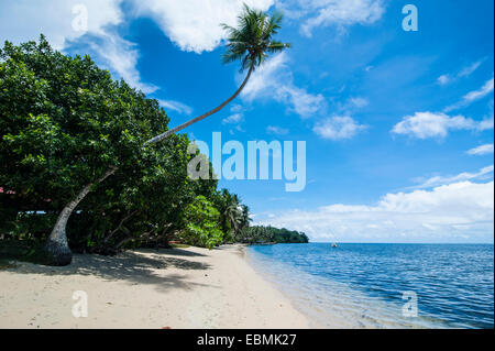 Spiaggia di sabbia bianca e palme, Yap Island, Isole Caroline, Stati Federati di Micronesia Foto Stock