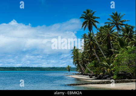 Spiaggia di sabbia bianca e palme, Yap Island, Isole Caroline, Stati Federati di Micronesia Foto Stock