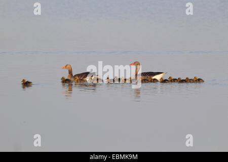 Graylag oche (Anser anser), nuoto coppia con pulcini, Illmitz, Burgenland, Austria Foto Stock