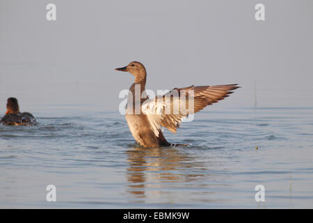 Canapiglia (Anas strepera), Drake sbattimenti le sue ali, Illmitz, Burgenland, Austria Foto Stock