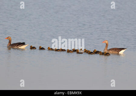 Graylag oche (Anser anser), nuoto coppia con pulcini, Illmitz, Burgenland, Austria Foto Stock