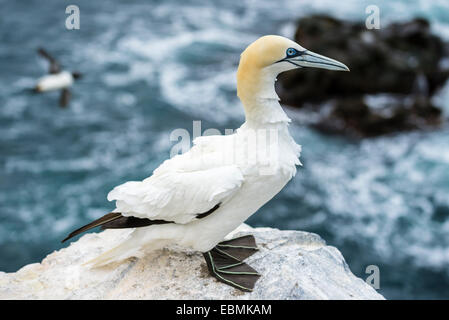 Northern Gannet (Morus bassanus) su una scogliera che si affaccia sul mare, Skoruvíkurbjarg bird cliff, Þistilfjörður fjored Foto Stock