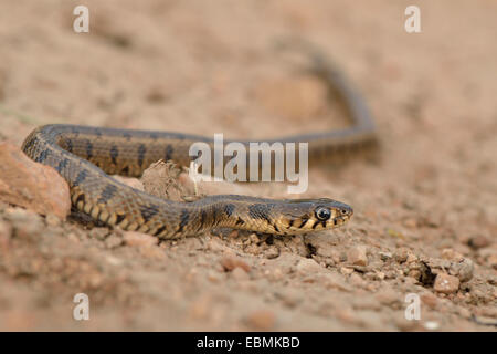 Subadult Balkan biscia dal collare (Natrix natrix persa), Patara, Lycia, a sud-ovest della Turchia Foto Stock