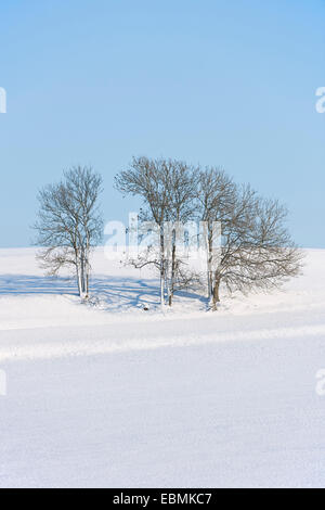 Frassino Europeo o cenere comune (Fraxinus excelsior) alberi nella neve, Baviera, Germania Foto Stock