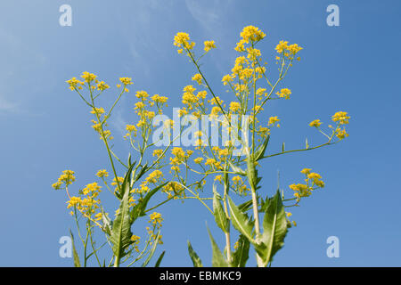 Bagno turco Rocket (Bunias orientalis), in fiore contro un cielo blu, Turingia, Germania Foto Stock