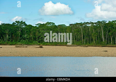 Foresta a galleria sulle rive del fiume Tambopata Tambopata Riserva Naturale di Madre de Dios regione, Perù Foto Stock