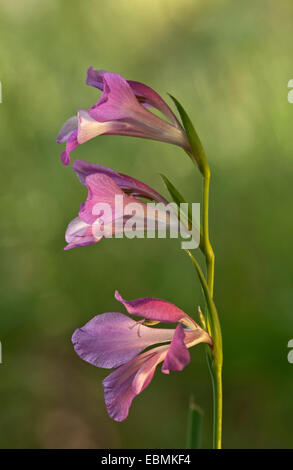 Italian Gladiolus, Campo Gladiolus o spada comune-LILY (Gladiolus italicus), Kerkini, Macedonia centrale, Grecia Foto Stock