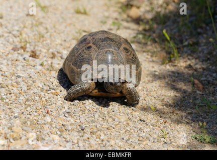 Sperone-thighed Tortoise o tartaruga greca (Testudo graeca), Datça, della Penisola di Datça, Muğla Provincia, Egeo, Turchia Foto Stock