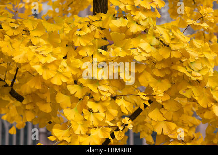 Giallo dorato autunno foglie di ginkgo (Ginkgo biloba), Media Franconia, Baviera, Germania Foto Stock