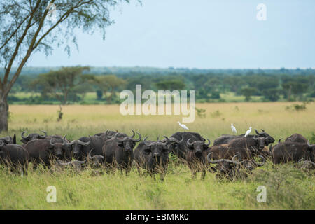 Capo I BUFALI (Syncerus caffer), il lago Mburo National Park, Uganda Foto Stock